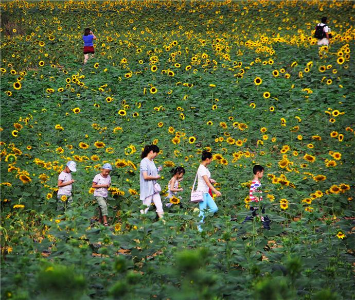 福建千年古树,福建千年古树出现神秘小洞