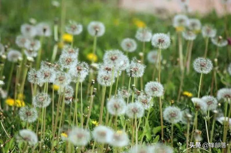 昆虫在哪买卖,农村常见的昆虫哪些可以养