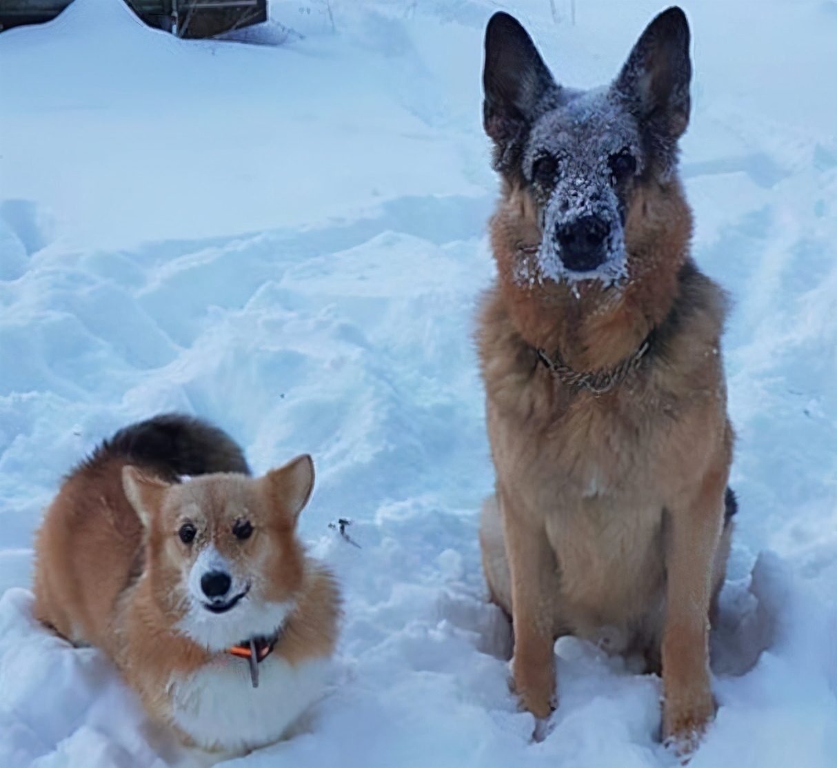 狗狗没精神没食欲大便干尿黄,狗狗食欲不振尿黄怎么回事