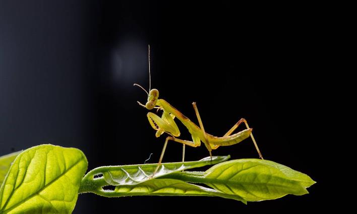 昆虫界战斗力最强的昆虫,谁是昆虫界最厉害的杀手