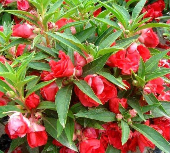 凤仙花如何养护和管理方法,凤仙花怎样养护