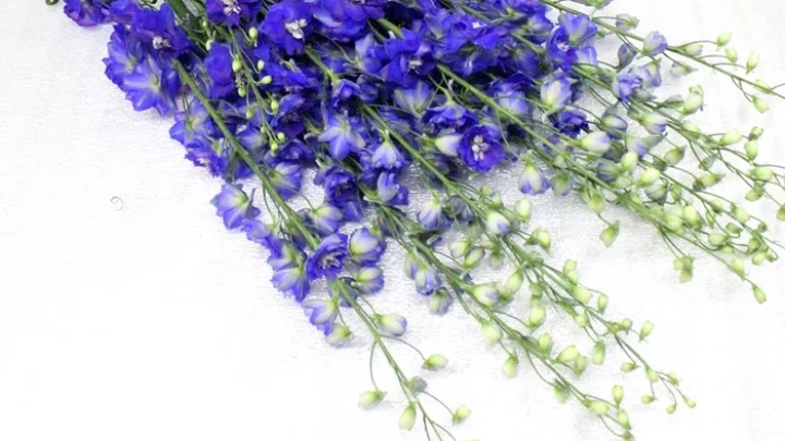 五种常见花材有什么颜色,常见绿色花材