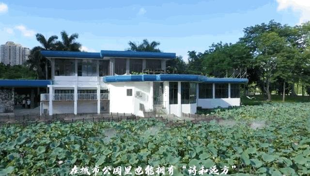 荷塘深处又添网红书院，深圳洪湖公园“荷·美空间”开门迎客