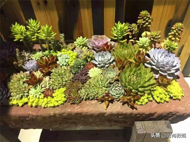 看看多肉萌新“水贴吧”的专业“10句黑话”，时常唬住“*江老**湖”