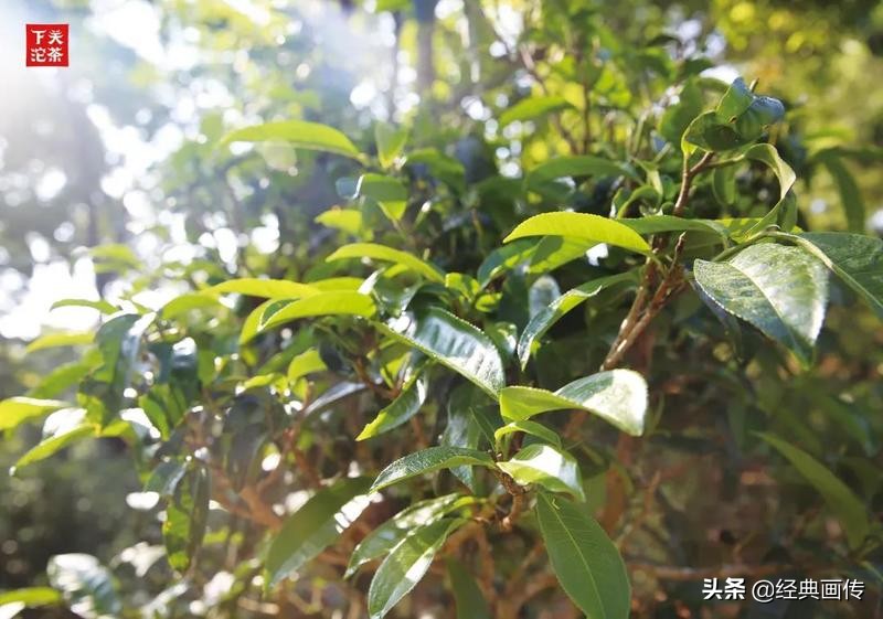 下关沱茶组合装,下关盒装南诏沱茶