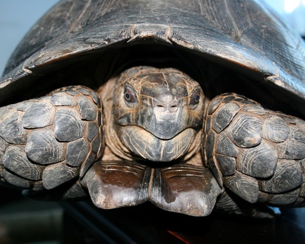 看图识龟,看图识物