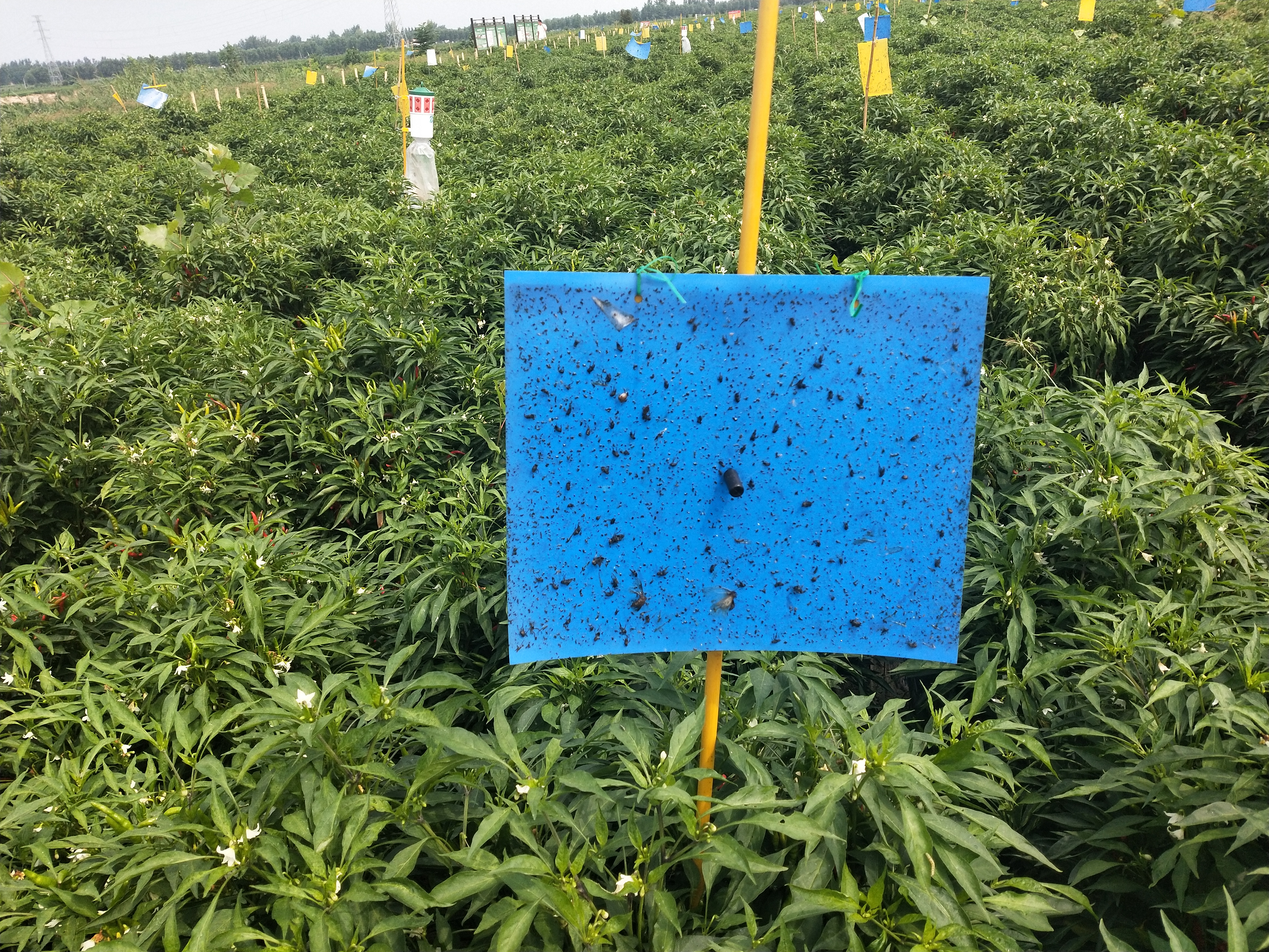 辣椒全部感染病毒病还能有救吗,辣椒病毒病打药三天叶子还是卷