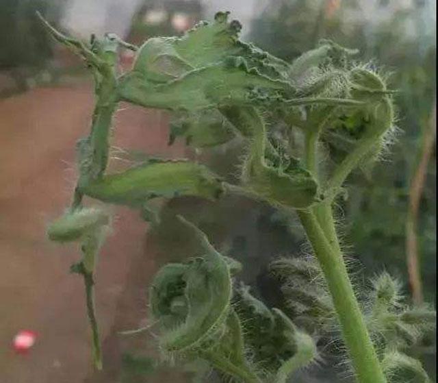 番茄药害是怎么产生的,番茄打助壮素发生药害怎么办