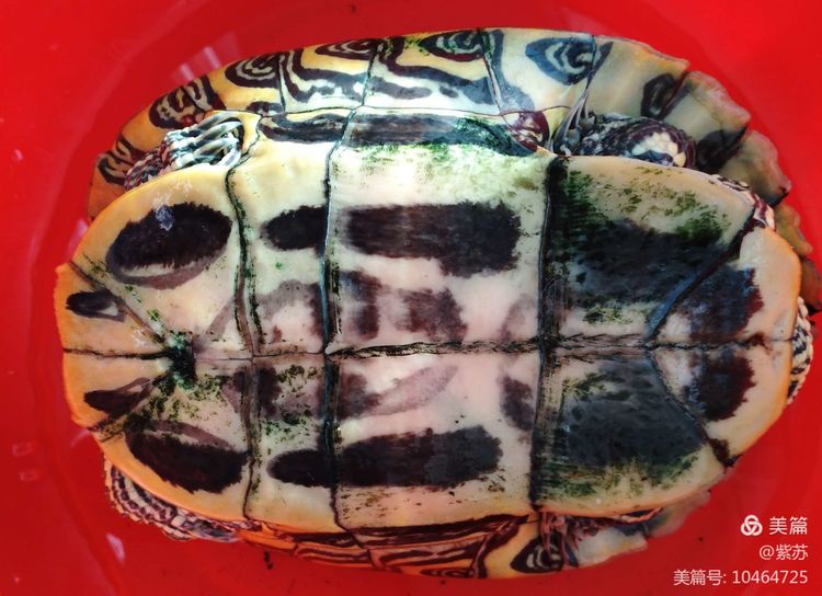 什么乌龟蜕壳,乌龟的退壳