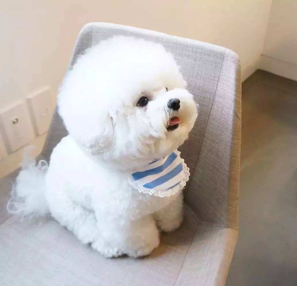 抱小狗的一百种方法,什么样的小狗最好养又能听话