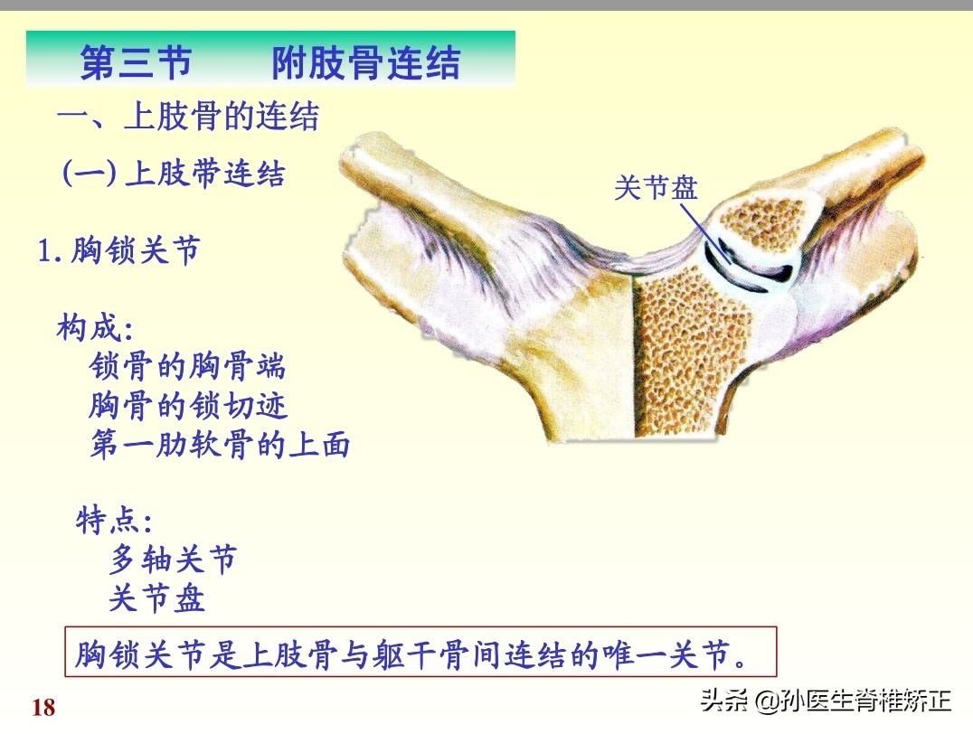 人体解剖学课件ppt,人体解剖学关节学