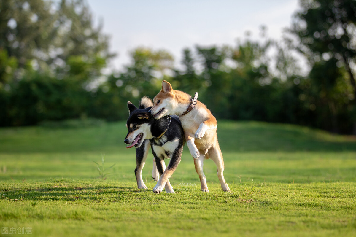为什么不能养日本柴犬呢,柴犬有什么优点怎么那么呆萌可爱
