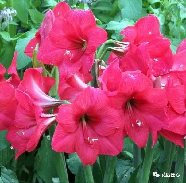 朱顶红为什么老是烂球,怎么才能让朱顶红不生小球