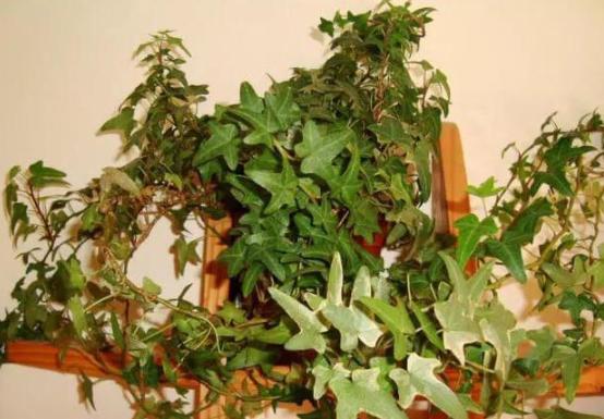 多放些绿植还能让室内充满生机,屋里养什么绿植吸收尼古丁和尘土