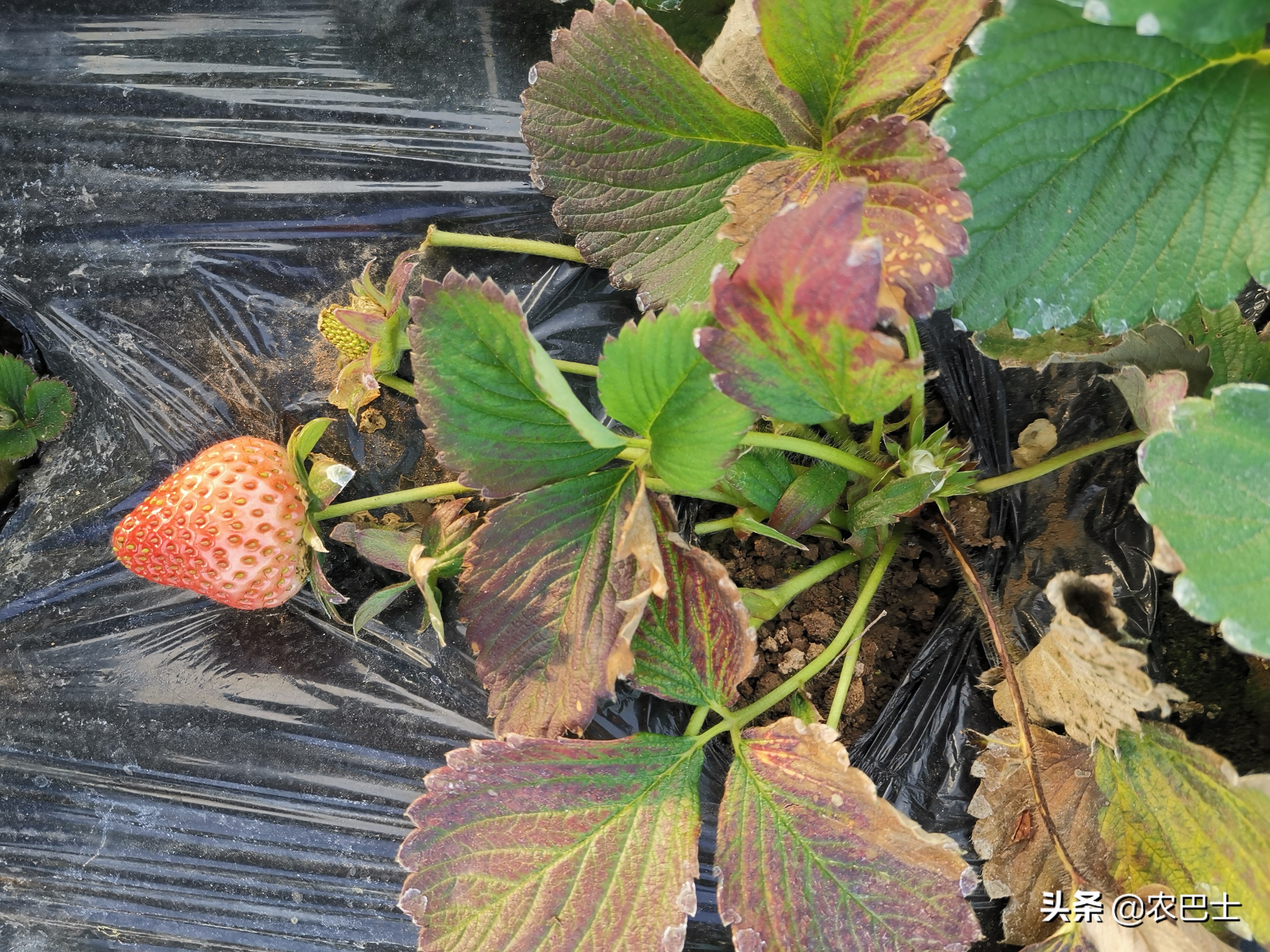 螨害红蜘蛛,二斑叶螨对草莓有什么危害