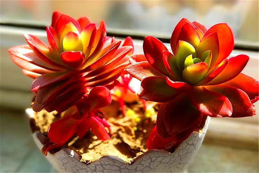 多肉老叶子干瘪是怎么回事啊,多肉叶片一直干瘪怎么办