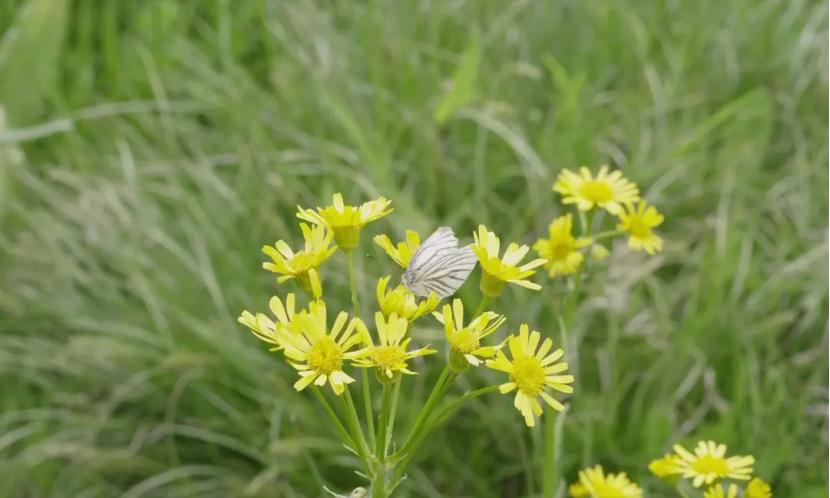 小森林清新电影,电影小森林里吃的浆果