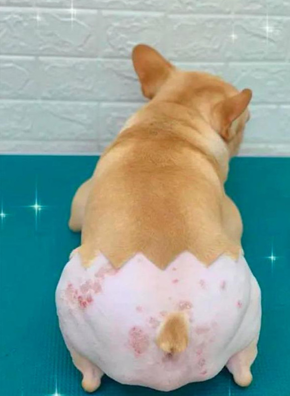 狗狗因皮肤病秃毛了,狗狗得了皮肤病剃毛后视频