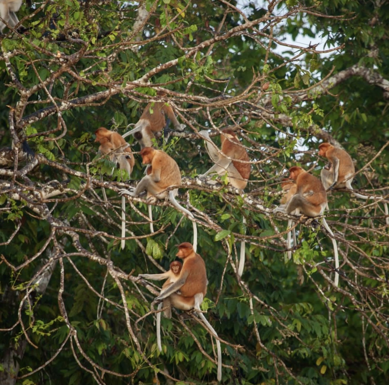 世界第一湾鳄,野性婆罗洲介绍