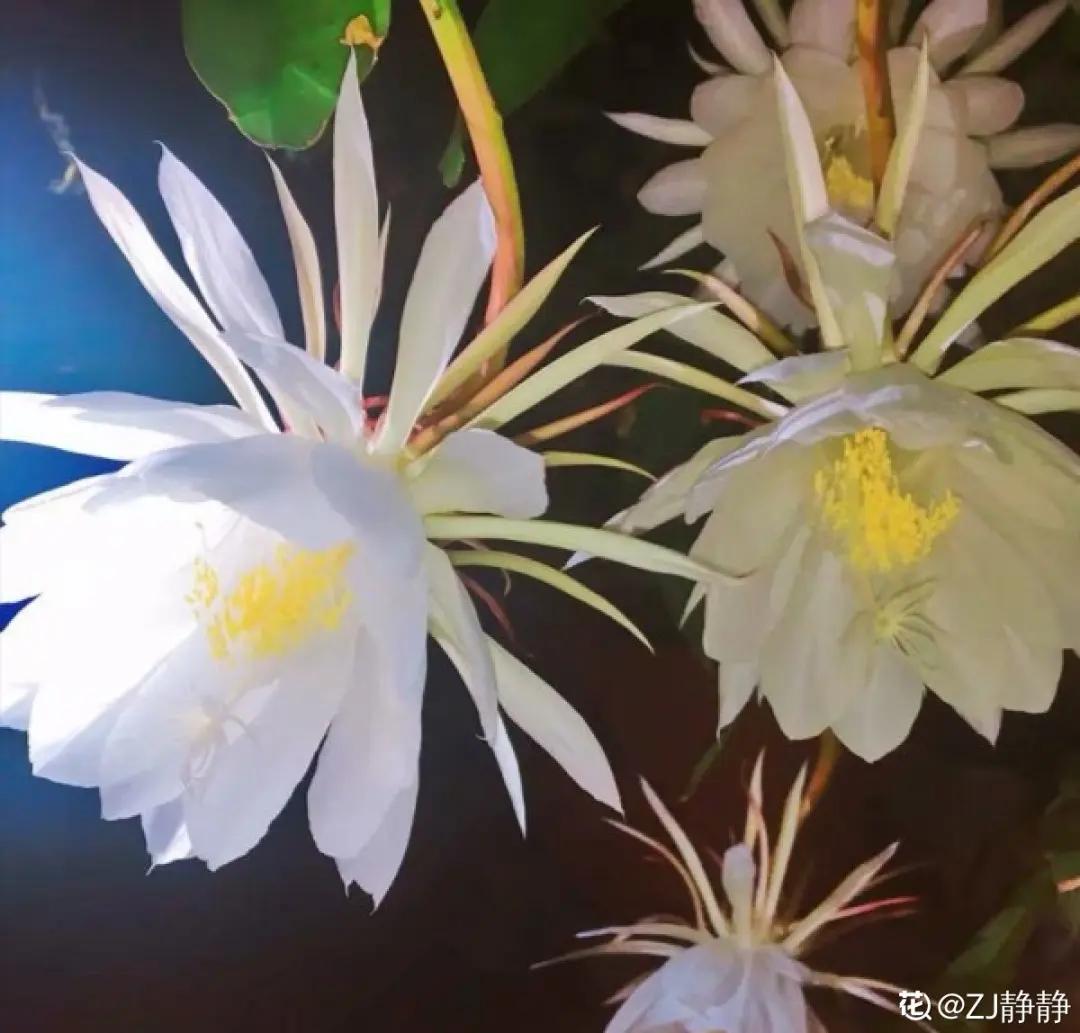 教你如何避开假货买到真品,一张图告诉你怎样分辨假货