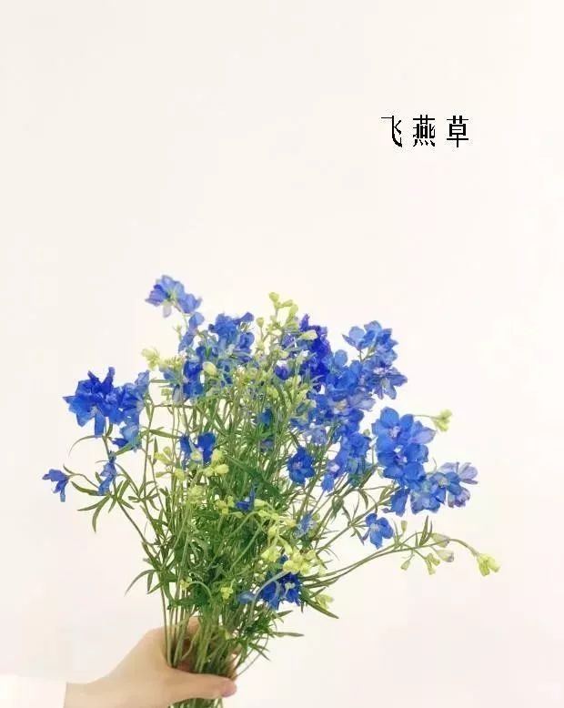 鲜花店常见花材品种大全,花店里同款的两种不同价格的花材