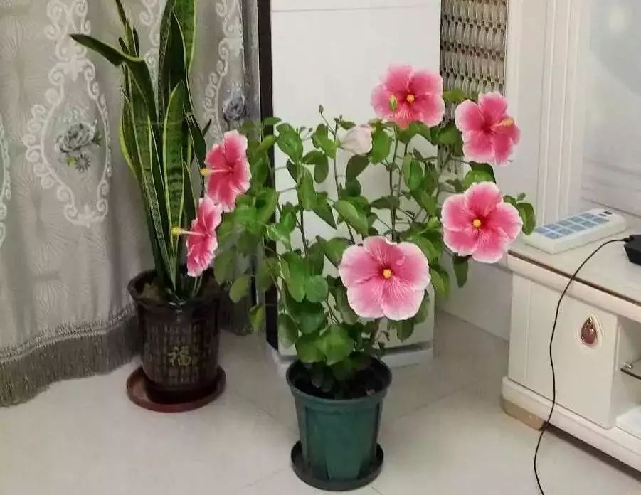 最受欢迎的3种花,这3种花真的很难养