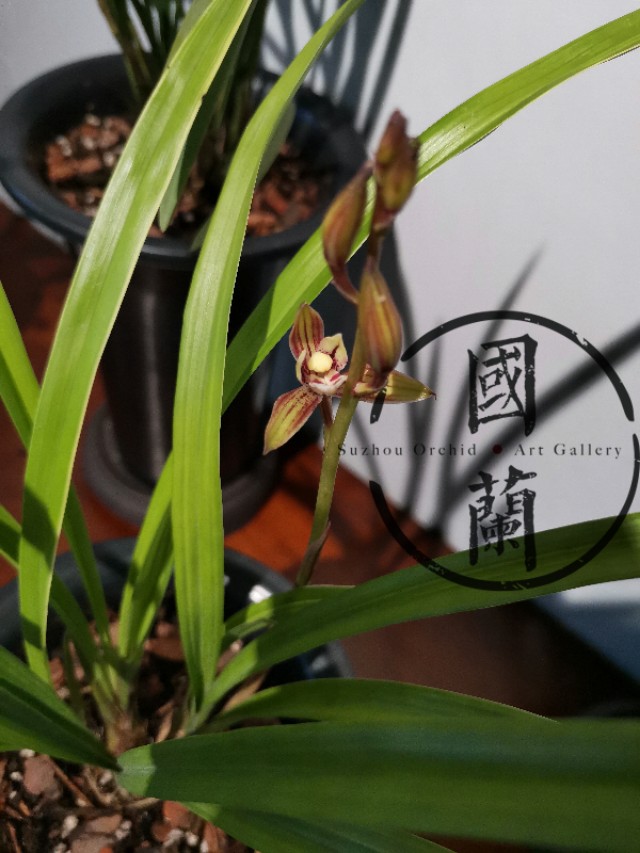 兰花的价格最贵的是多少元,兰花的价格