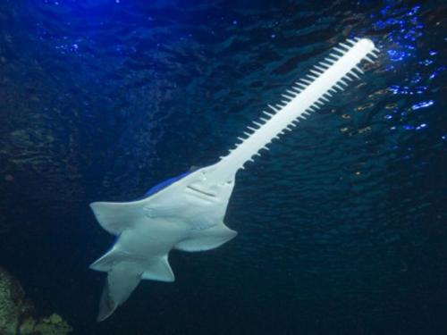 外形凶悍并自带利刃的锯鲨,攻击却远不及一种鳐鱼,险成鲨鱼耻辱