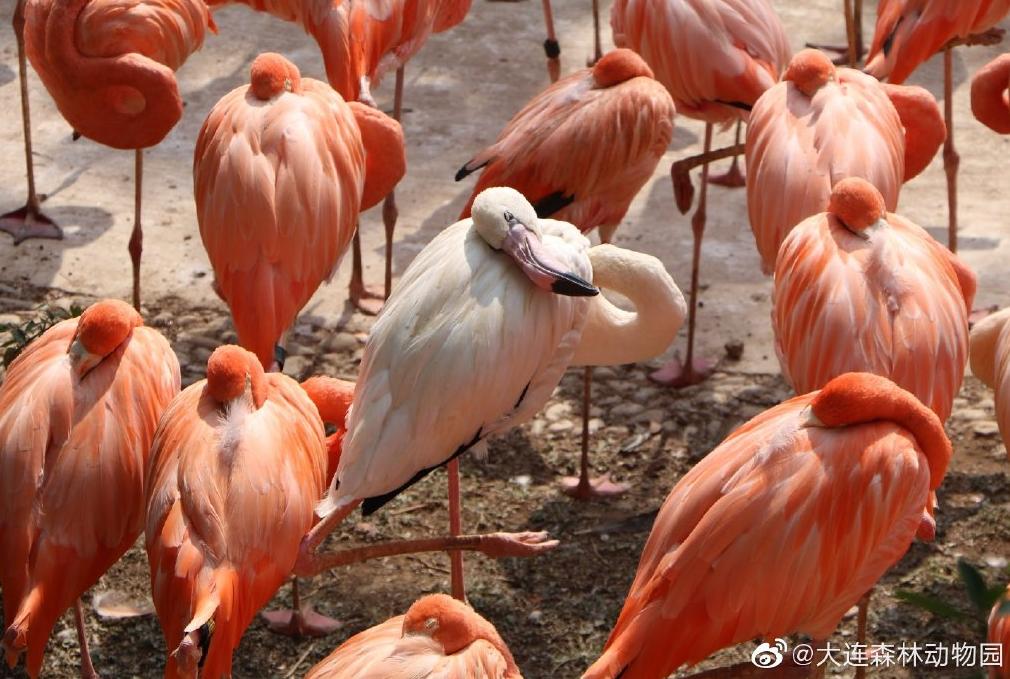 海滩再现绝美荧光海宛如蓝色星河,成都荧光海滩