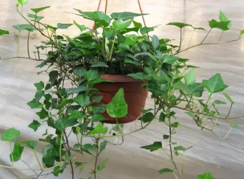 什么花除甲醛和异味,什么花可以净化空气吸收甲醛