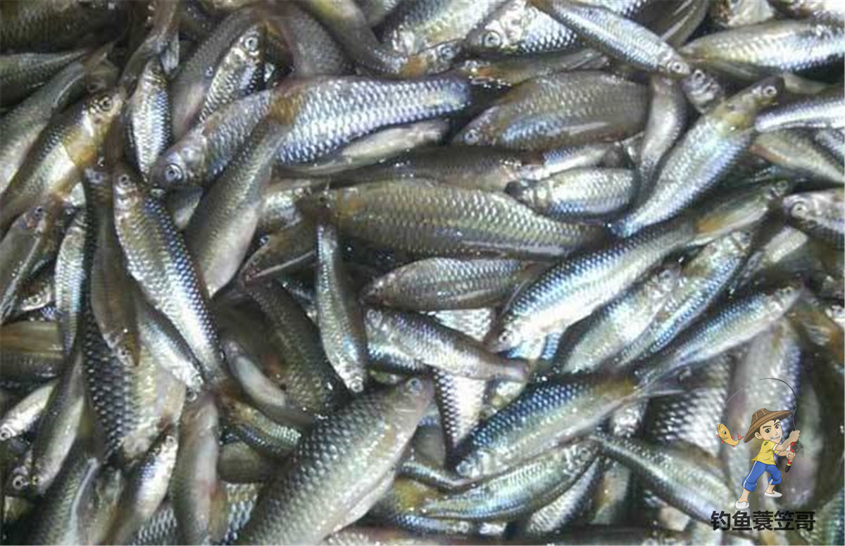 溪流鱼怎么样做才好吃,溪流鱼越腥越好吗