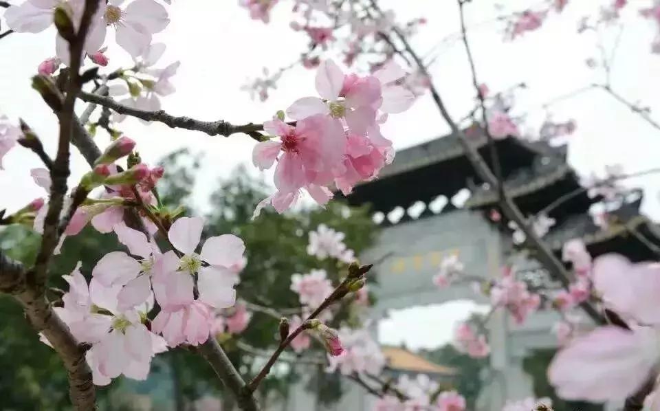 番禺好看的街景,番禺美丽的风光