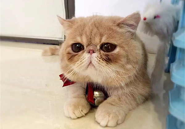 如果母猫不断奶会有乳腺炎,母猫断奶后需不需要打回奶针