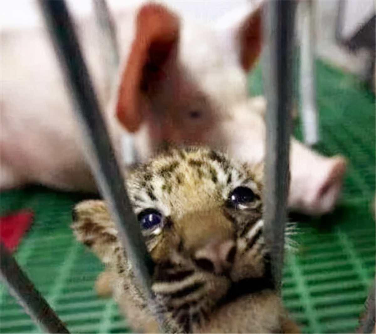 老虎被母猪养大视频,小老虎被猪妈妈养大