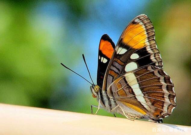 二年级下册语文课小毛虫讲解,二年级下册第22课小毛虫课后练习