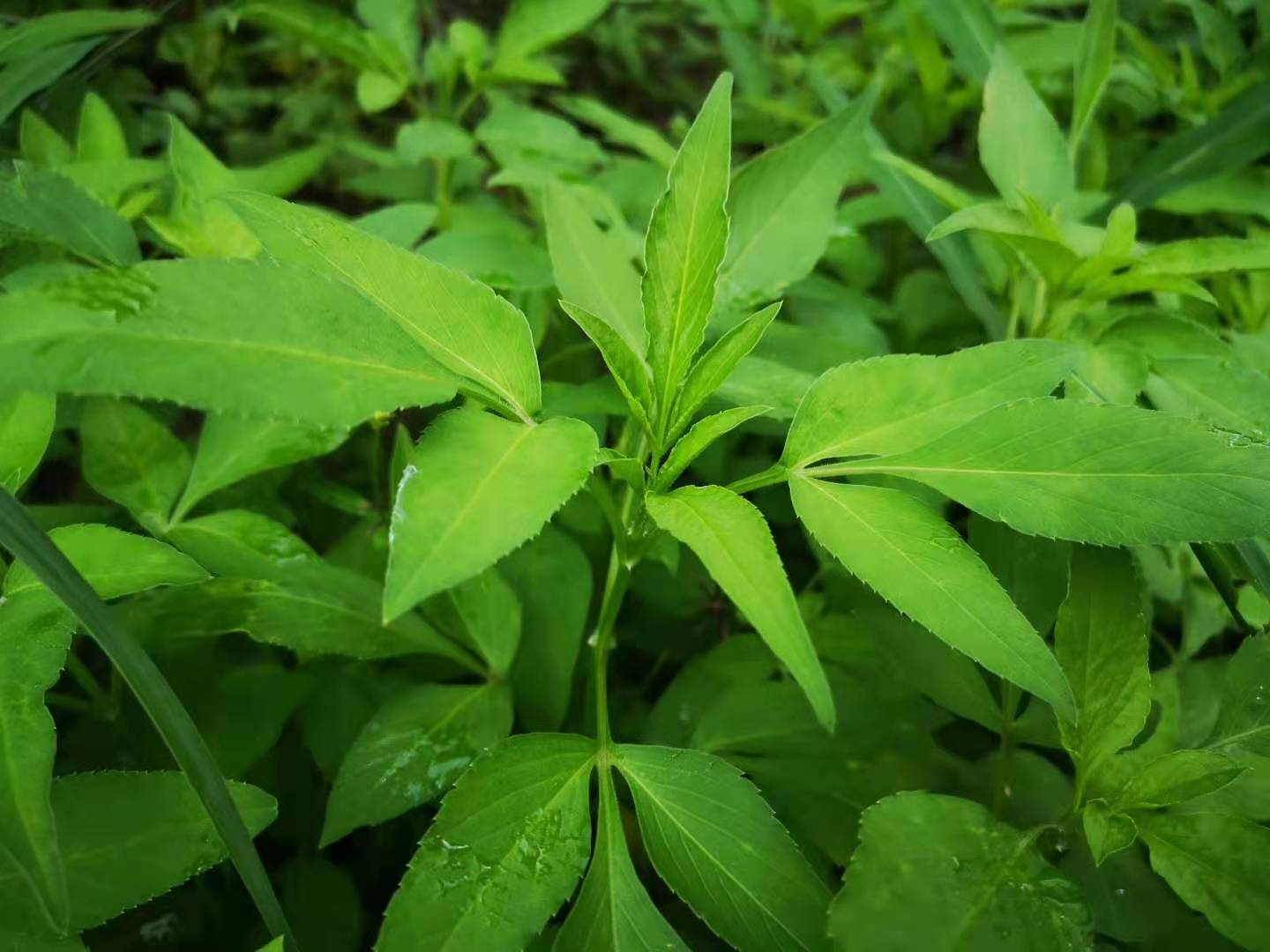 小说莲塘浮生写的什么,长篇小说连载莲塘浮生376