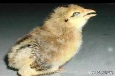 鸡气管堵塞的最佳解决办法,散养鸡支气管堵塞怎么办