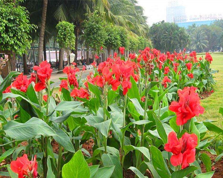 100种漂亮的夏花图片,30种夏花图片大全