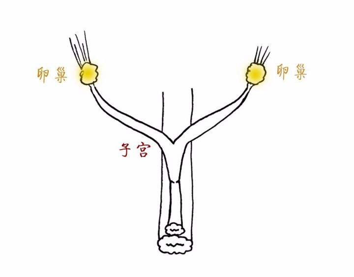 养猫指南免费阅读,养猫指南手册