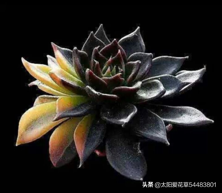 多肉白花韧锦养殖方法,黑王子锦多肉怎么养