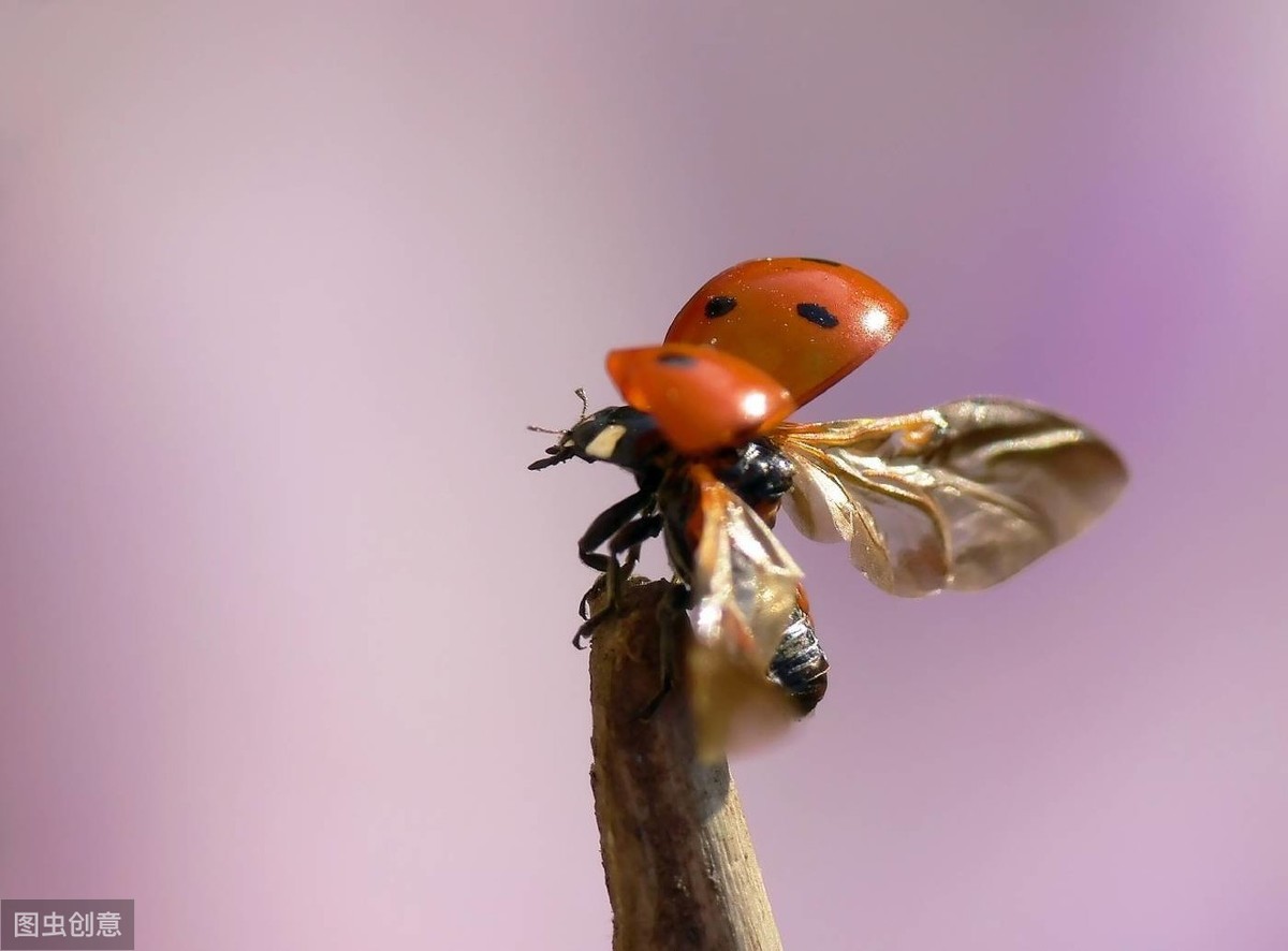 娘胎里就能怀孕?生存智慧再高,也躲不过七星瓢虫