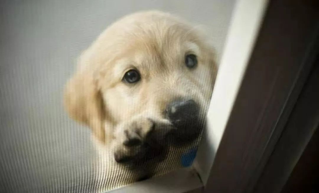 如果狗狗拉出血怎么办,狗狗吃了骨头呕吐拉稀吃什么药