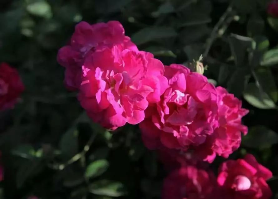 全新疆著名的特产,盘点十大新疆的特产