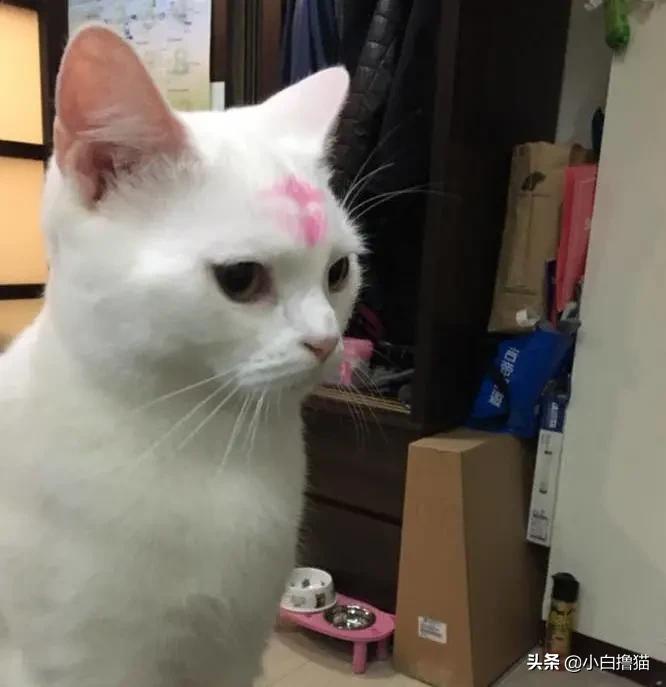 不要随便亲猫的后果,强行亲猫