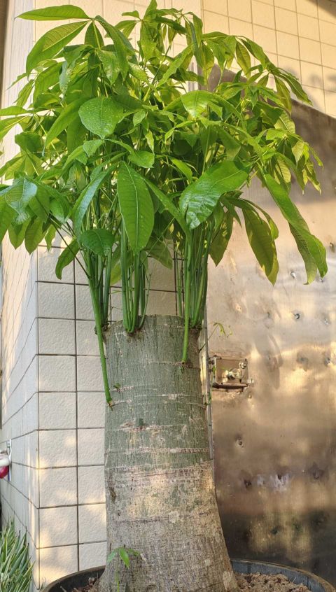 什么花可以露天养不怕雨淋,哪种花最不怕太阳晒