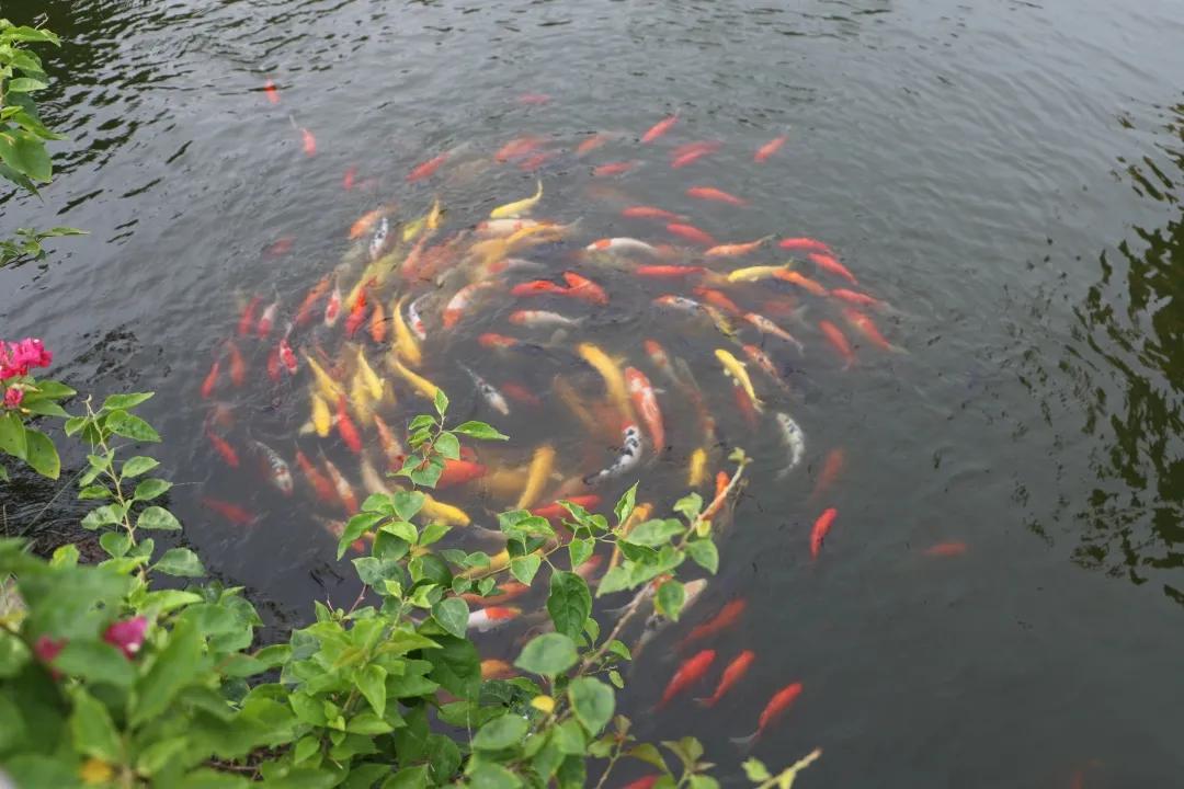 云雾缭绕的观音山人间仙境,云游观音山