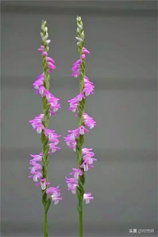 十种稀有长寿花,80个长寿花品种全都美极了