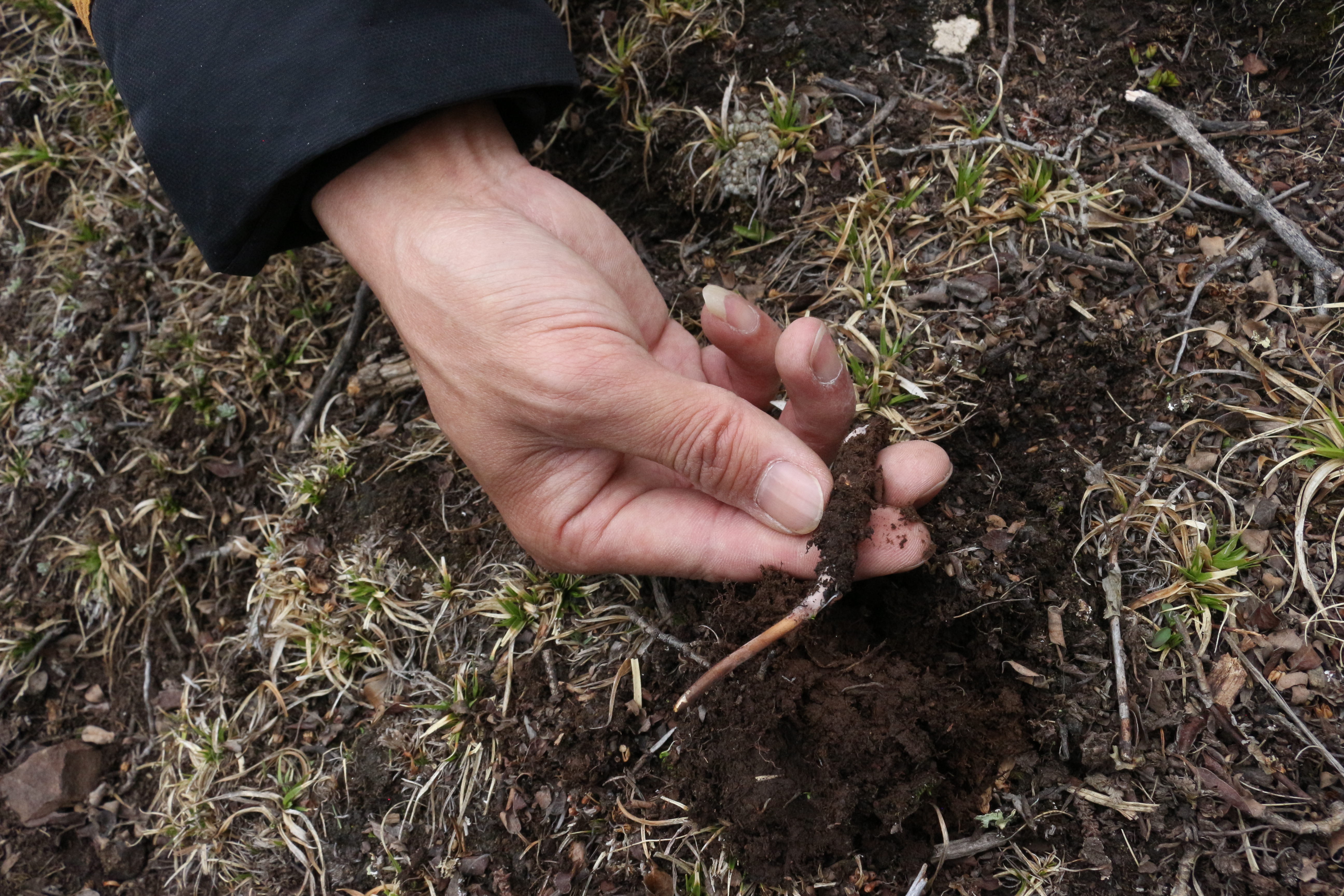 揭秘虫草真相,虫草怎么挖的采访