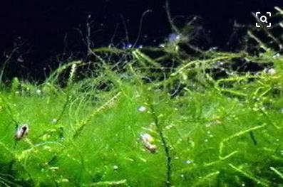 鱼苗消毒和病虫防治,水花鱼苗气泡病发病原因