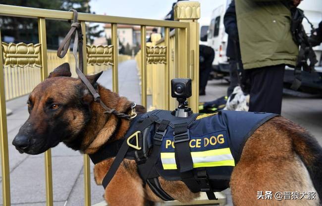 马犬代训一个月的效果,训马犬的正确方法和注意事项